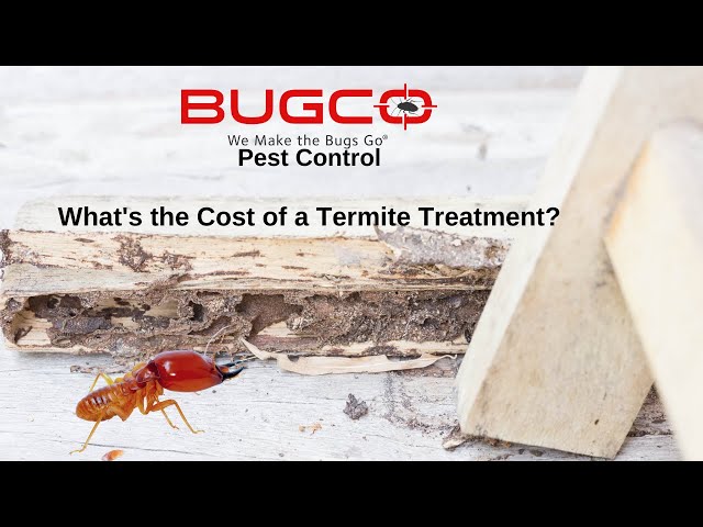 What's the Cost of a Termite Treatment?