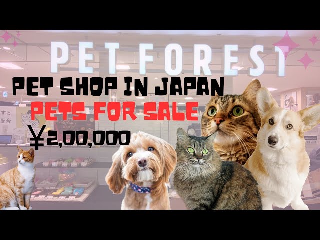 Pet shop in Japan🇯🇵 #price #pets #kannada #shopping #cost #youtube #video #youtubevideo #yt #japan