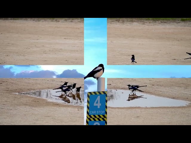 Nature Minute Magpie episode