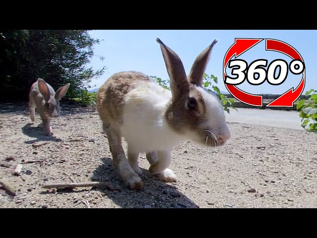 VR 360° | The rabbits came together, ate together, and went home together!