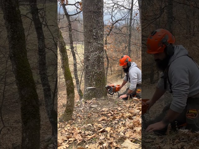 Nice Oak Stick 🌲.... #husqvarna #logging #chainsaw #lumberjack  #forest #forestry #satisfying #wood