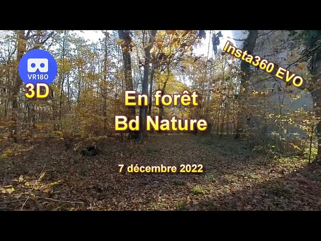 2022 - VR180 3D - NATURE 3D - La forêt et le Bd Nature - 7 décembre  -  Insta360 EVO - 4K