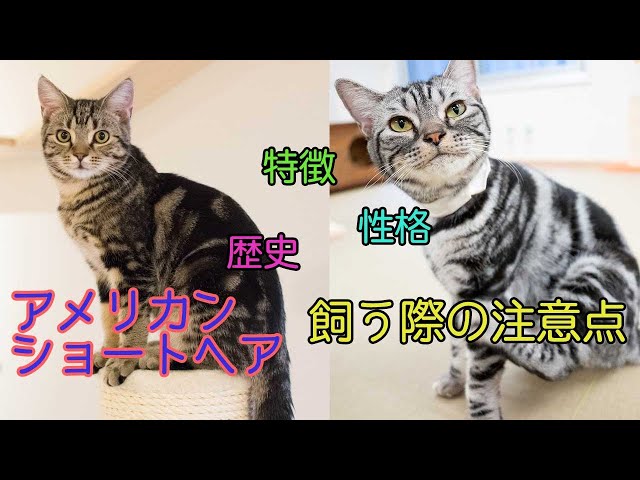 アメリカンショートヘアってどんな猫種？性格、特徴、歴史、注意点解説！