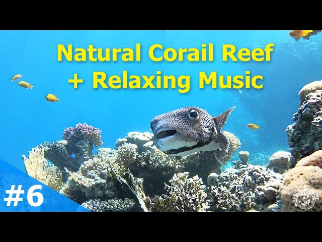 Aquarium  + Relaxing Music Coral Reefs & Colorful Sea Life in Ultra HD #A06 Egypt - harmony - peace