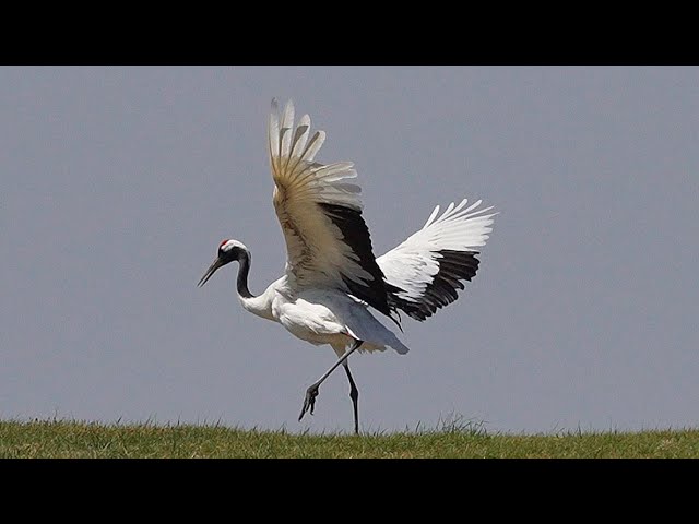 丹頂鶴/Red-crowned Crane