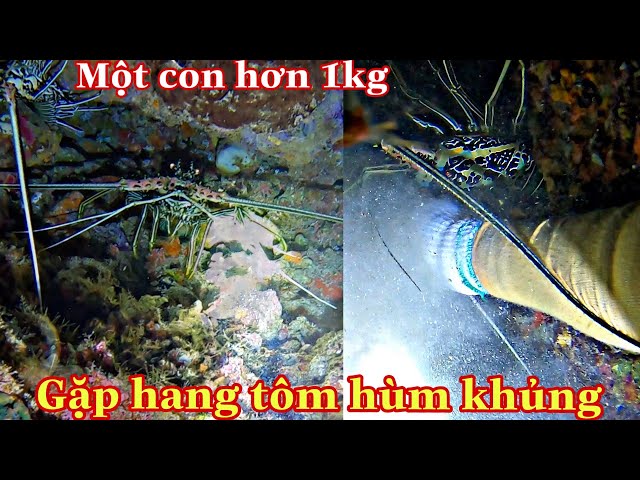 Snorkeling in the Spratlys Meet the Giant Lobster Cave and Collect Lobster