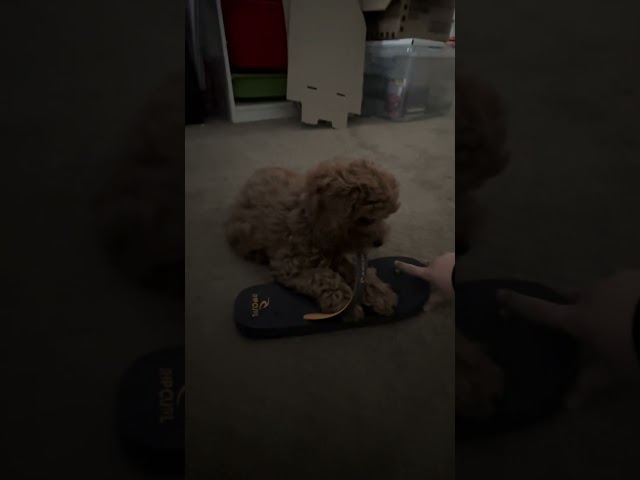 Puppy makes lunch of owners shoes! Hilarious #shorts #cuteanimals