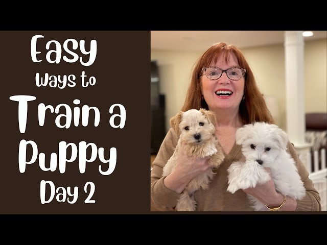 EASILY Socialize & Train a NEW Puppy from 8 - 16 Weeks - Day 2