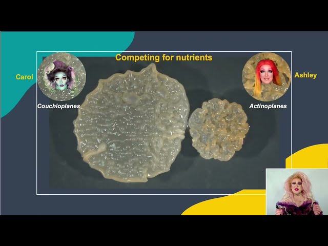 Bacterial DRAMA: Dispute Results in an Anti-Microbial Agent