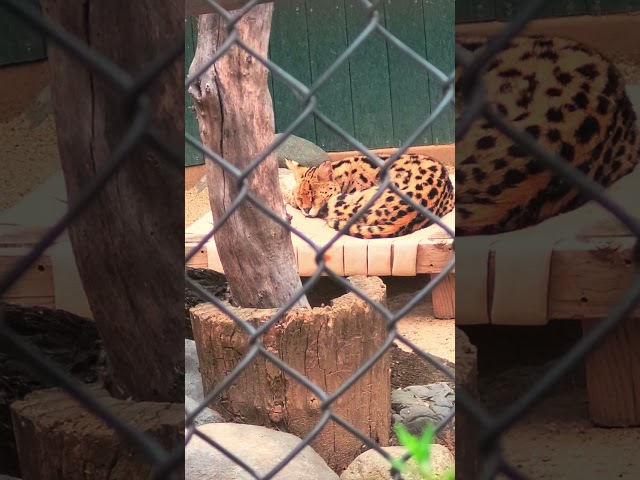 serval cat wild cat #serval #wildlife #zoo #beautiful #nature #irvinezoo #beautifulcat #scenery