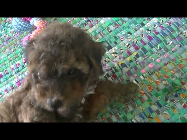 Our little Teddy bear..5 week old hybrid doodle mix.