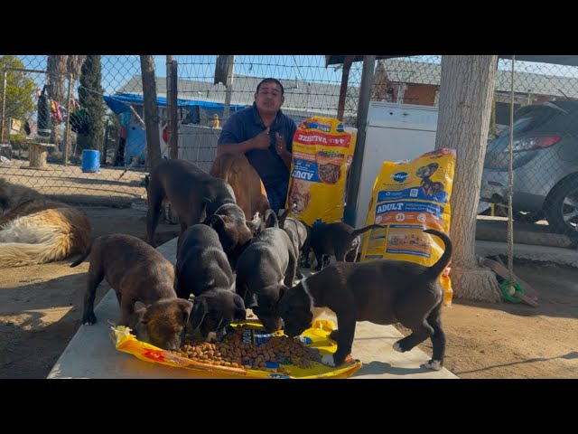 Gracias ala donaciones de los suscriptores hoy las mascotas comerán bien Rico 😋