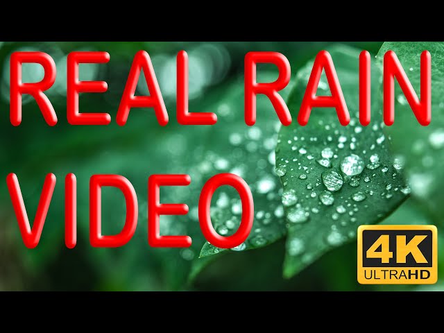 REAL RAIN AUDIO AND VIDEO FOOTAGE - 10 HOURS - 4K (UHD)