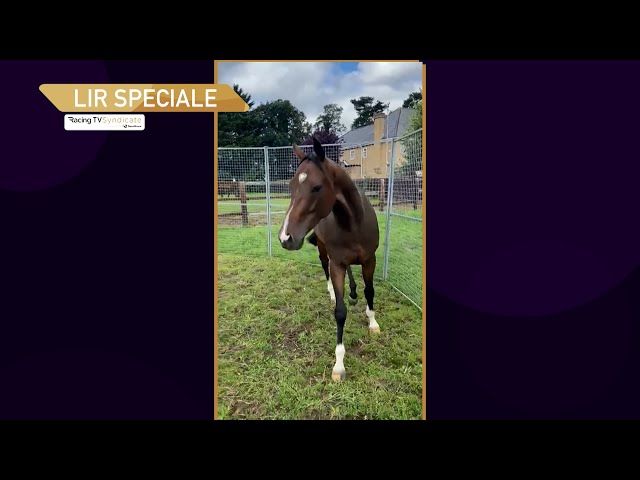 Lir Speciale latest update! Where next for the Racing TV syndicate horse? (26/0724)