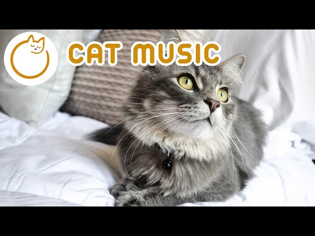 Relax Your Cat - 6 HOURS of Soothing Music for Felines 🎼