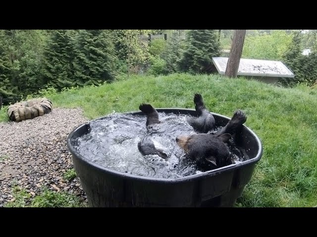 Top Moments Of Cuteness And Rascality At The Oregon Zoo