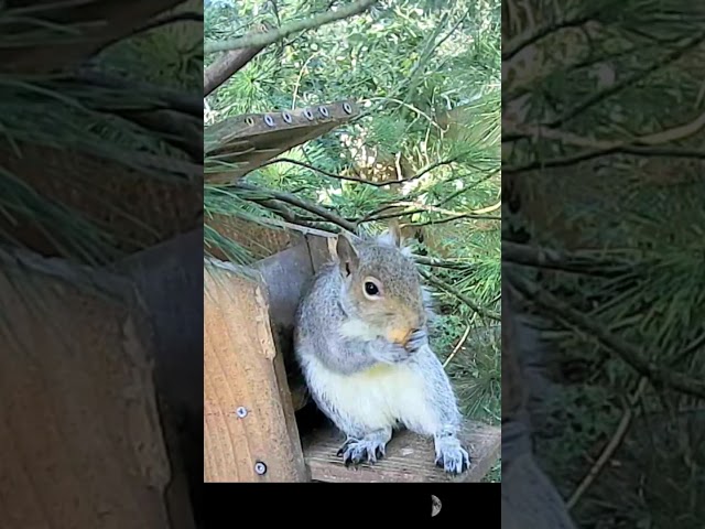 Squirrel posing for a picture at the feeder #squirrel #trailcamfootage #wildlife #squirrelfeeder