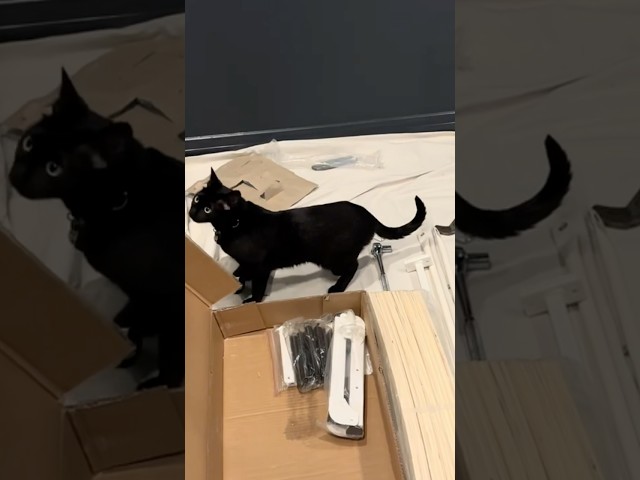 My CATS “Helping” Install a Murphy Bed | Relaxing Sound and Music