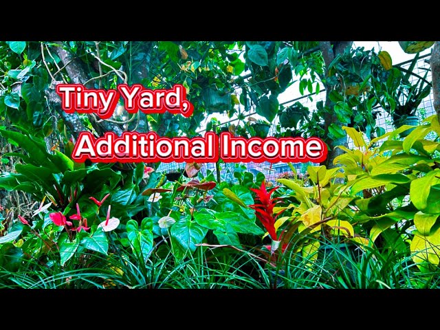 Gardening: How I turned a small space for additional income/gardening tips