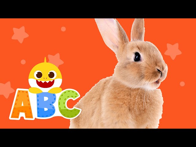 Learn ABCs with Baby Shark | Learn Animals | ABC Song | Baby Shark ABC for kids