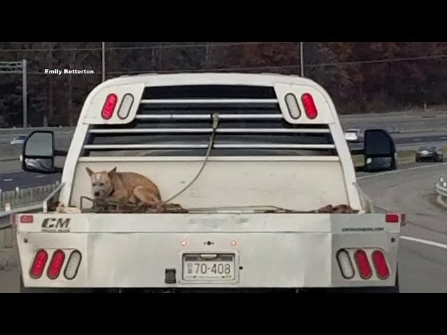 Dog tied to bed of flat-bed truck