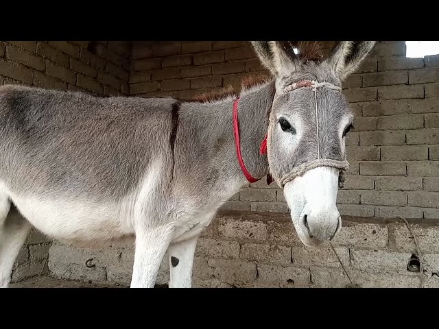 Happy Donkey | donkey funny | donkey sound | donkey life