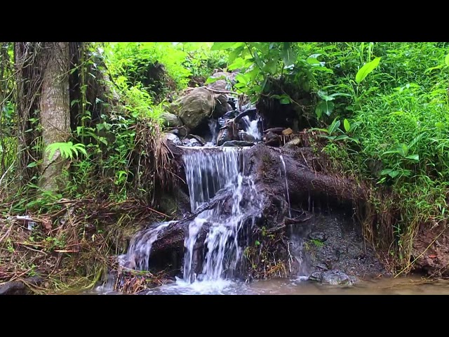 Relaxing River Stream Sounds. Nature White Noise for Sleeping and Relaxation.