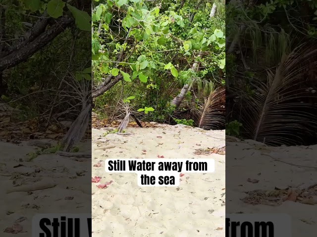 🌊🐊 Beach Walks with a Wild Twist 🐾