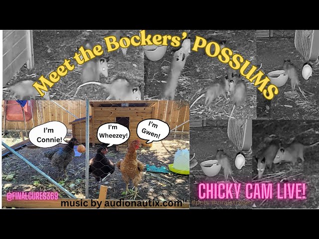 Meet The Bockers by Day - Possum Crew by Night #possum #livecam #possumcam #livestream #chickencoop