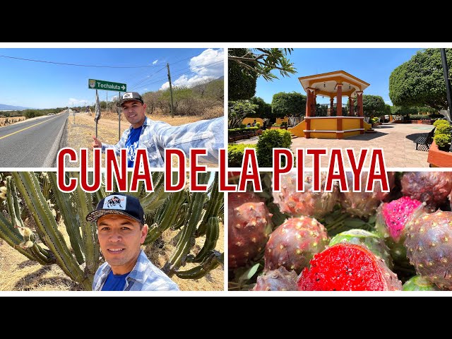 Marisol una chica que vive de la PITAYA en Jalisco | La Vida Del Rancho en Techaluta