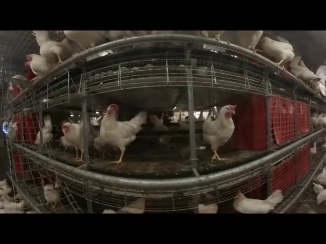 Baltika2 — Cage Free Egg Production Systems for hens / Free Range Egg Farm