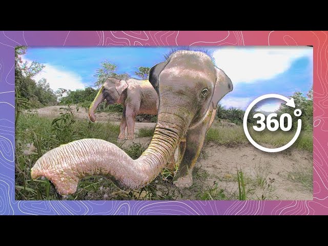 Baby Elephant Plays in Asian Rainforest | Wildlife in 360 VR