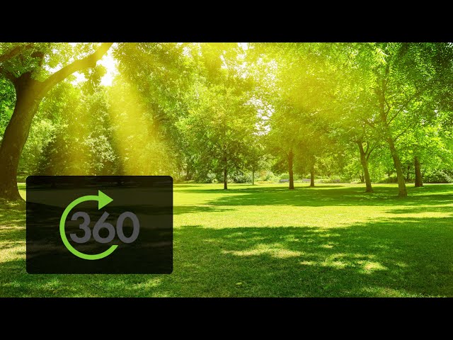 360° Video VR | Ambient Nature