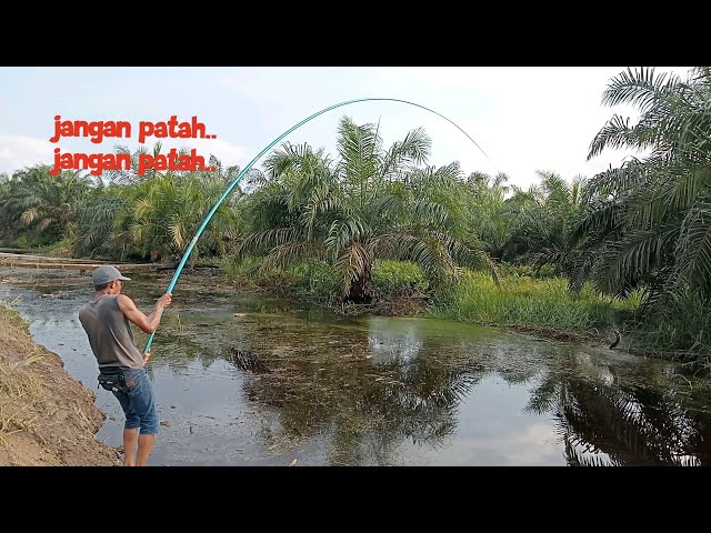 LUAR BIASA ‼️ Ganasnya ikan gabus di kanal yang habis di cuci parit