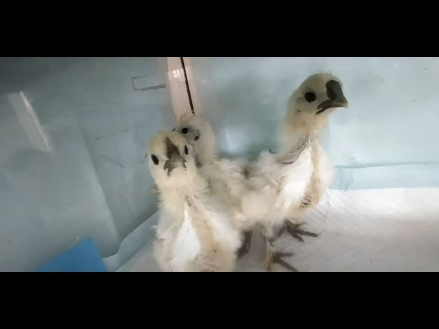 VR　烏骨鶏ギリギリヒヨコもっと間近で01　　See the silkie chicks up close 01