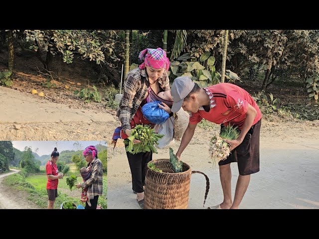 single mother harvests vegetables to sell and raises children alone. Ly Vy Ca