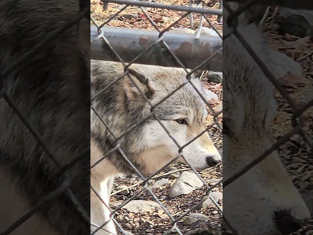 Lakota wolf Preserve #wolf #wolves #newjersey #wildlife #outdoors