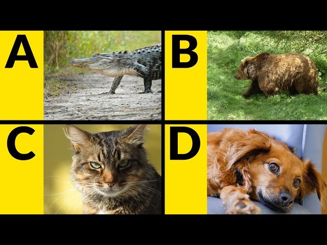 ABC Animals for Children - Learn Alphabet with Animals for Toddlers & Kids