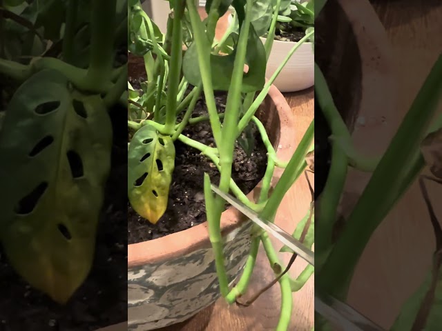 Propagating my beautiful monstera #plants #sustainabledecor #ecofriendlydecor #greenliving #plants