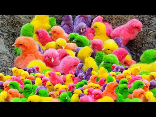 Ayam Lucu, ayam warna warni, ayam rainbow, bebek lucu, kelinci lucu, ikan koi,Hewan Lucu #6