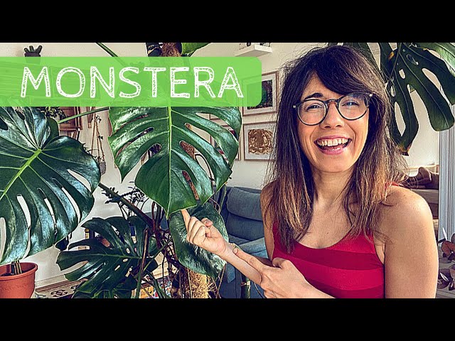 Monstera deliciosa care | swiss cheese plant care