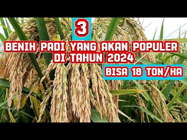 The Latest Rice Seeds That Will Be Popular in 2024