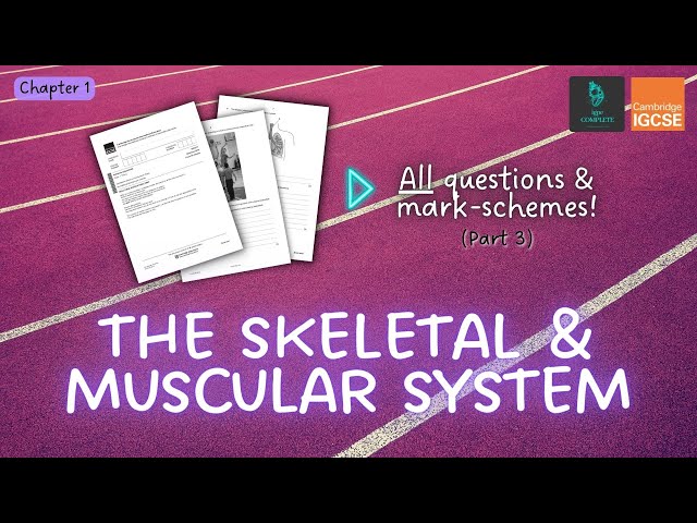 QUESTIONS, A* ANSWERS & MARK SCHEMES - Skeletal & Muscular System (Ch 1) - IGCSE PE exam revision