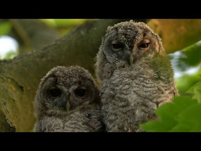 Two Tawny Owl Chicks Are Adopted by Wild Owls | Rescued & Returned to the Wild | Robert E Fuller