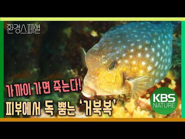 가까이 가면 죽는다! 피부에서 독 뿜어나오는 ‘거북복’ [환경스페셜-생태보고 백도] / KBS 20000823 방송