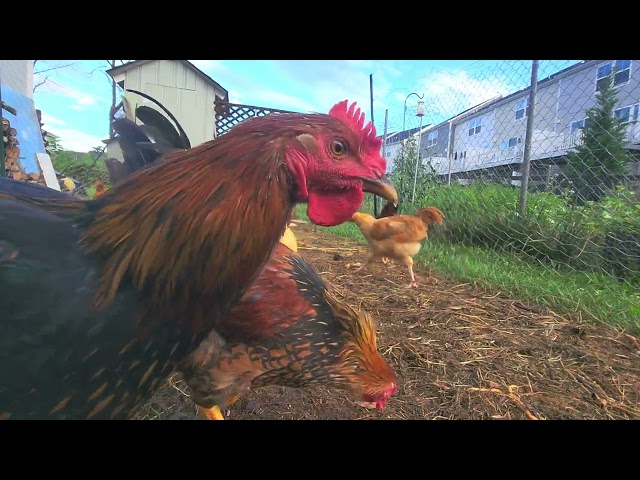 ChickCam 7/14/2023