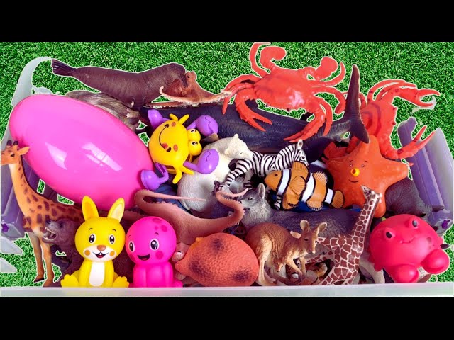 EXTREME Sea Creatures and Wild Toys Sorting Challenge!