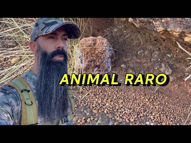 O BARBUM - ANIMAL RARO #animal #selvagem #desconhecido