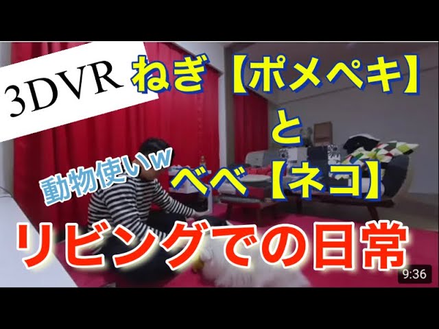 【3DVR】ポメペキ　ねぎちゃん　ネコ　べべ君