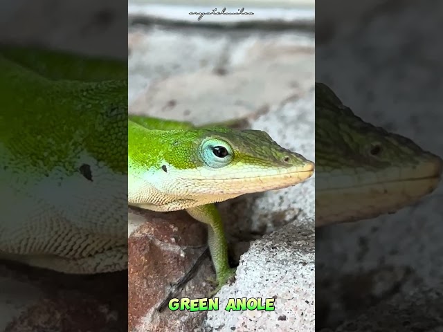 Green Anole #CM_o8o1